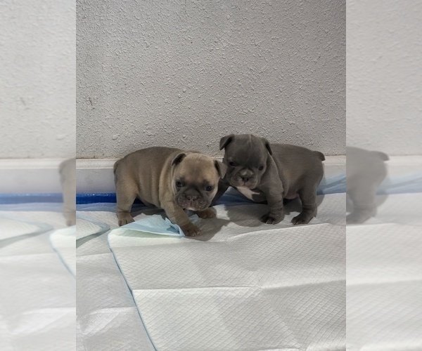 Medium Photo #8 French Bulldog Puppy For Sale in BLANCA, CO, USA