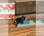 Small #15 French Bulldog