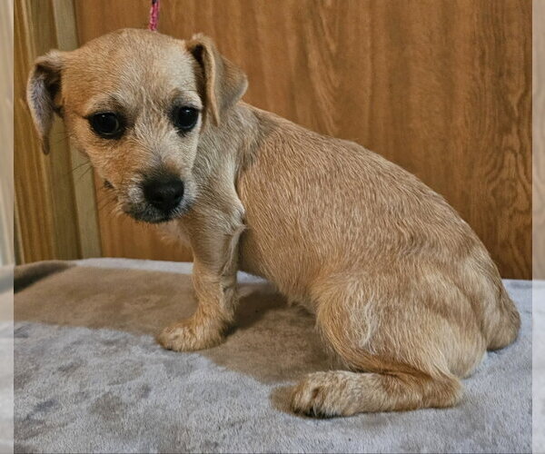 Medium Photo #1 Chihuahua-Unknown Mix Puppy For Sale in Olalla, WA, USA