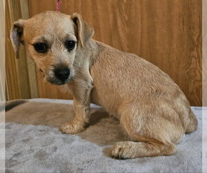 Chihuahua-Unknown Mix Dogs for adoption in Olalla, WA, USA