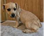 Small Chihuahua Mix