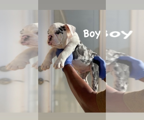 Medium Photo #4 English Bulldog Puppy For Sale in UNIVERSAL CITY, CA, USA