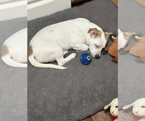 Marshmallow - Peki-a-pit - Female American Pit Bull Terrier-Pekingese Mix Dog for Adoption - Photo #11