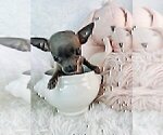 Small #13 Chihuahua
