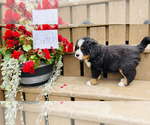 Small #1 Bernese Mountain Dog