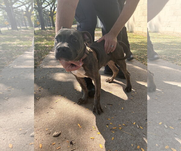 Medium Photo #4 American Staffordshire Terrier-Boxer Mix Puppy For Sale in Princeton, MN, USA