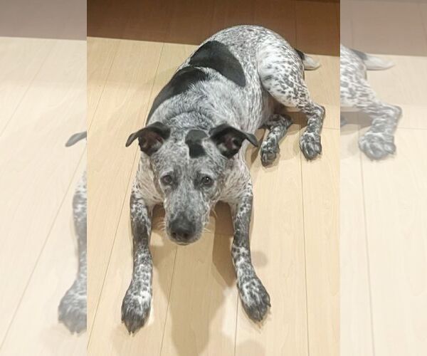 Medium Photo #2 Bluetick Coonhound-German Shorthaired Pointer Mix Puppy For Sale in San Diego, CA, USA