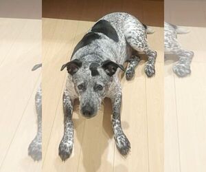 Maya - Female Bluetick Coonhound-German Shorthaired Pointer Mix Dog for Adoption - Photo #2