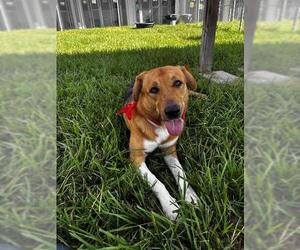 BIRCH - Male Labrador Retriever-Unknown Mix Dog for Adoption - Photo #2