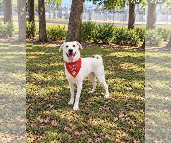 Medium Photo #3 Great Pyrenees-white german shepherd Mix Puppy For Sale in Euless, TX, USA