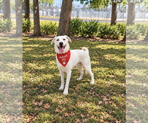 Great Pyrenees-white german shepherd Mix Dogs for adoption in Euless, TX, USA
