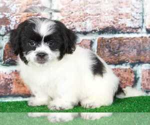 Zuchon Puppy for sale in BEL AIR, MD, USA