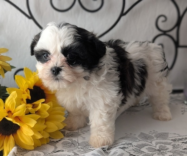 Medium Photo #18 Zuchon Puppy For Sale in GOSHEN, IN, USA