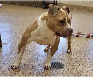 American Pit Bull Terrier-Bulldog Mix Dogs for adoption in Springfield, MA, USA