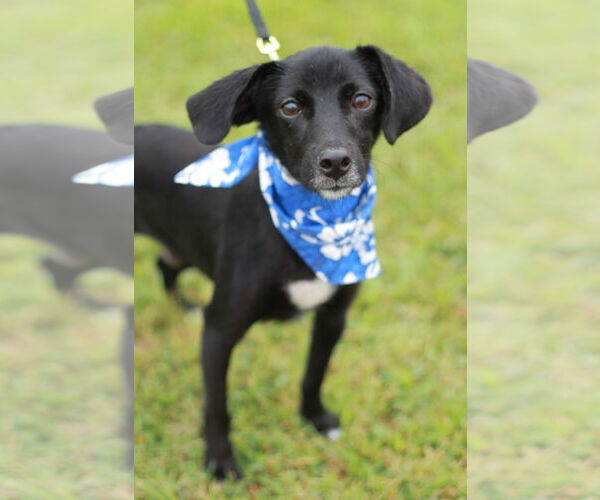 Medium Photo #7 Beagle-Unknown Mix Puppy For Sale in Cookeville, TN, USA