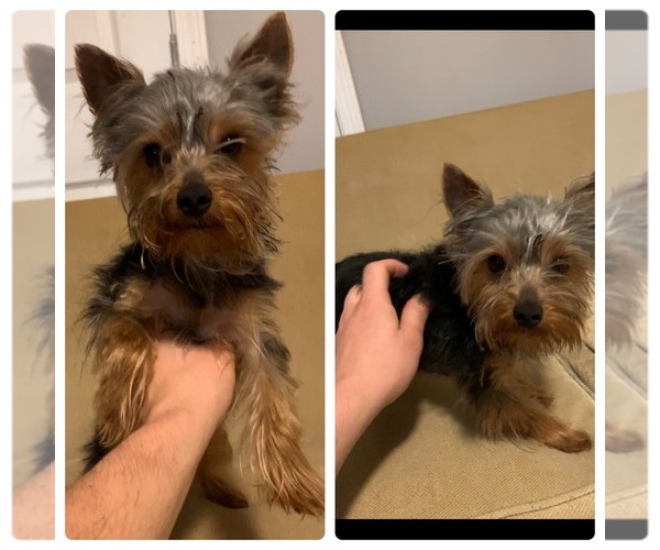 View Ad Yorkshire Terrier Puppy for Sale near