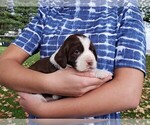 Puppy 2 English Springer Spaniel