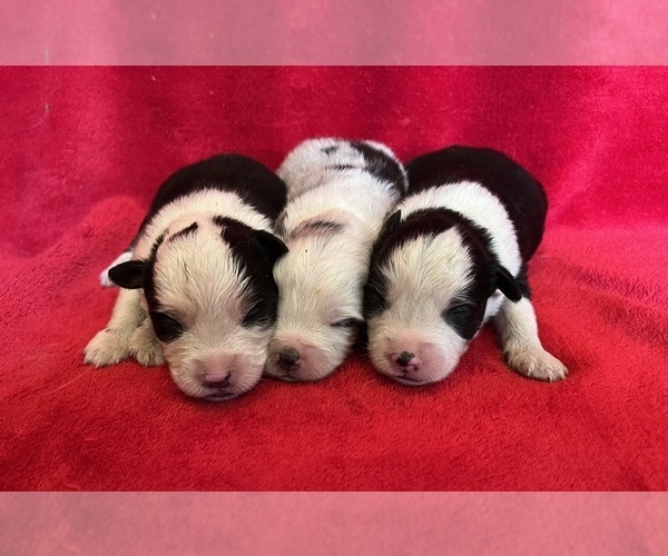 Medium Photo #9 Miniature Australian Shepherd Puppy For Sale in FORT MORGAN, CO, USA