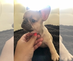 French Bulldog Puppy for sale in HOFFMAN EST, IL, USA