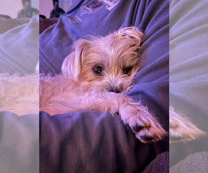 Cairn Terrier-Unknown Mix Dogs for adoption in St. Louis Park, MN, USA