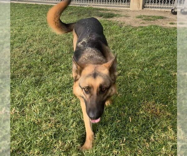 Medium Photo #1 German Shepherd Dog Puppy For Sale in Riverside, CA, USA