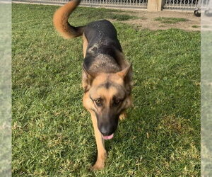 German Shepherd Dog Dogs for adoption in Riverside, CA, USA