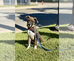 Small #1 American Pit Bull Terrier Mix