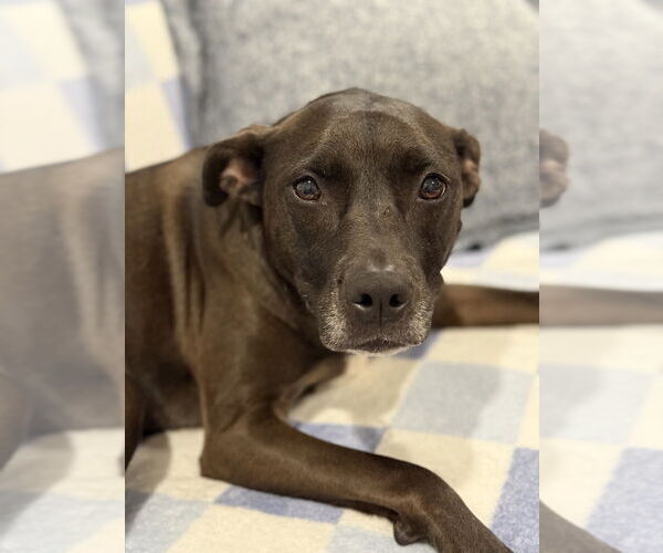 Medium Photo #46 American Pit Bull Terrier-Labrador Retriever Mix Puppy For Sale in Boston, MA, USA