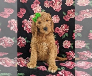 Goldendoodle Puppy for sale in CHRISTIANA, PA, USA