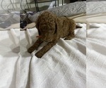 Small Photo #14 Poodle (Standard) Puppy For Sale in BARTLETT, TX, USA