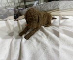 Small #13 Poodle (Standard)