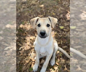 Quinn - Female Labrador Retriever-Unknown Mix Dog for Adoption - Photo #6