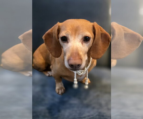 Medium Photo #2 Dachshund Puppy For Sale in Shelbyville, TN, USA