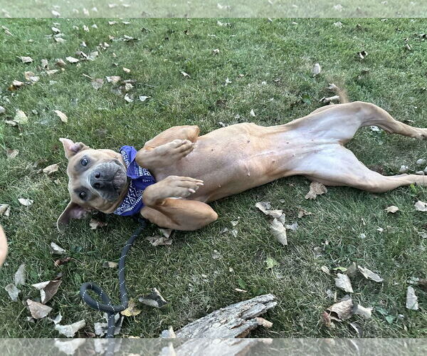 Medium Photo #6 American Pit Bull Terrier-Unknown Mix Puppy For Sale in Lockport, NY, USA