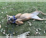 Small #5 American Pit Bull Terrier Mix