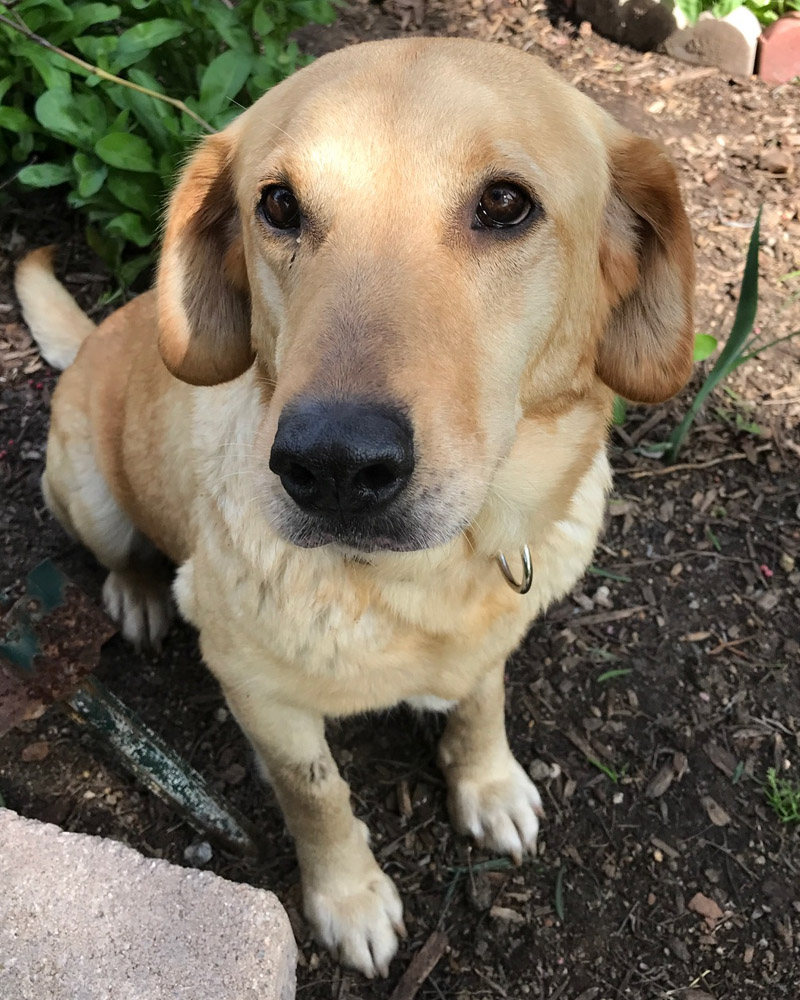 View Ad: Labrador Retriever Dog for Adoption, California ...