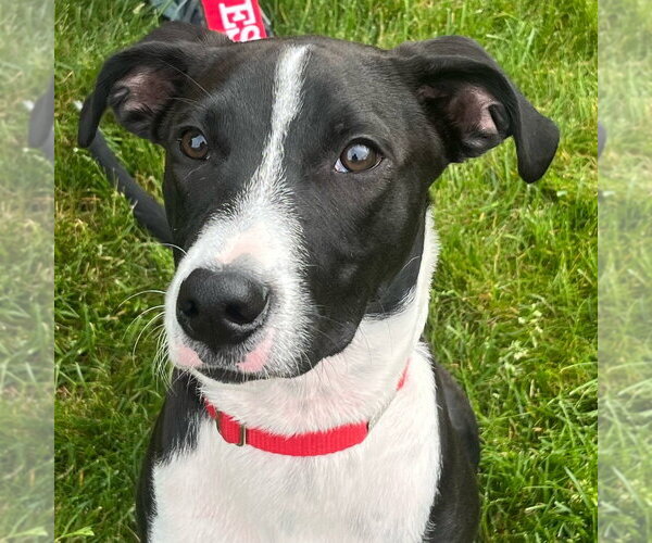 Medium Photo #15 Labrador Retriever-Unknown Mix Puppy For Sale in Canton, CT, USA