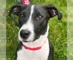 Small #14 Labrador Retriever Mix