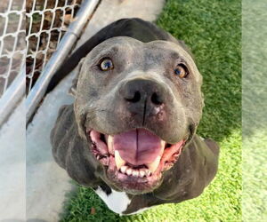 Bunny - Adopt Me! - Female American Staffordshire Terrier-Unknown Mix Dog for Adoption - Photo #17