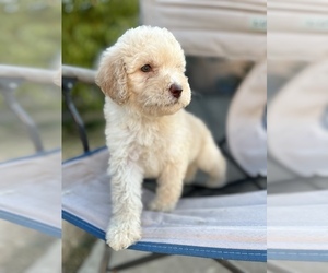 Poodle (Standard) Puppy for sale in LOS BANOS, CA, USA