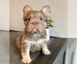 Small #1 French Bulldog