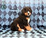 Small Photo #28 Bernese Mountain Dog Puppy For Sale in HARRISONBURG, VA, USA