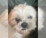 Small #3 Shih Tzu