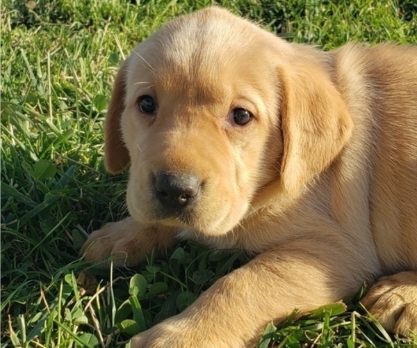 Medium Photo #27 Labrador Retriever Puppy For Sale in TWIN FALLS, ID, USA