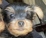 Puppy Puppy 4 Yorkshire Terrier