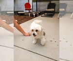 Small #2 Maltese Mix