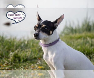 Rat-Cha Dogs for adoption in Lee's Summit, MO, USA