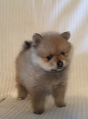 Pomeranian Puppy for sale in NORTH RICHLAND HILLS, TX, USA