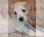 Small Photo #3 Goldendoodle Puppy For Sale in EAST POINT, GA, USA