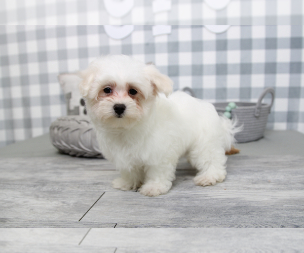 Medium Photo #5 Maltese Puppy For Sale in MARIETTA, GA, USA